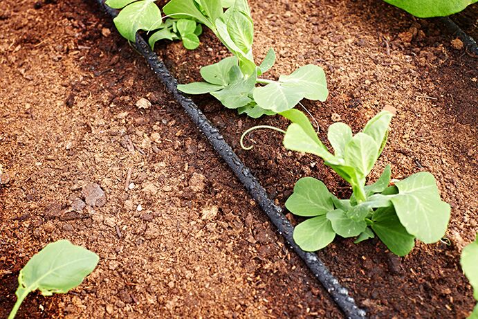   Solārā laistīšanas sistēmas C24 siltumnīcām un dārziem 